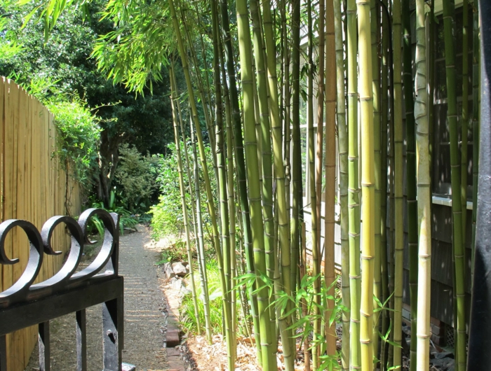 planter-des-bambous-comme-cloture-autour-de-la-maison