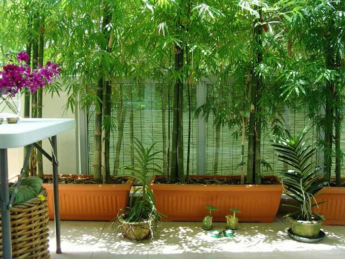 planter-des-bambous-en-pots-jardinières-avec-bambous