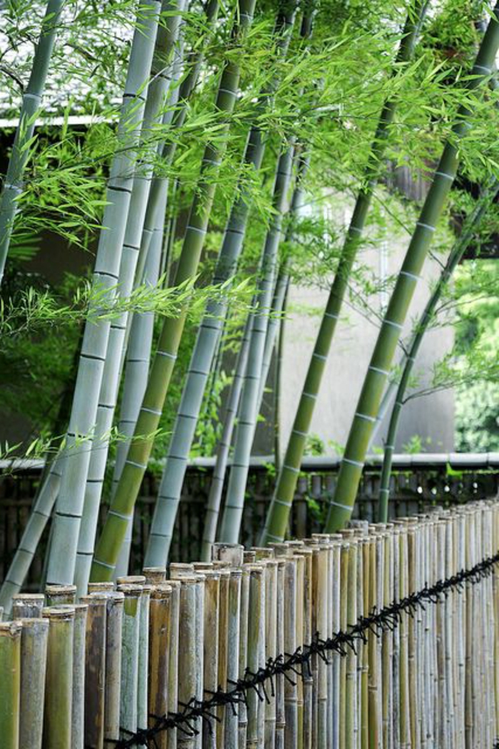 planter-des-bambous-grandes-tiges-de-bambous-vivants-près-de-la-cloison-bambou