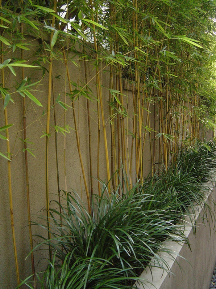planter-des-bambous-planter-bambou-autour-de-la-cloison