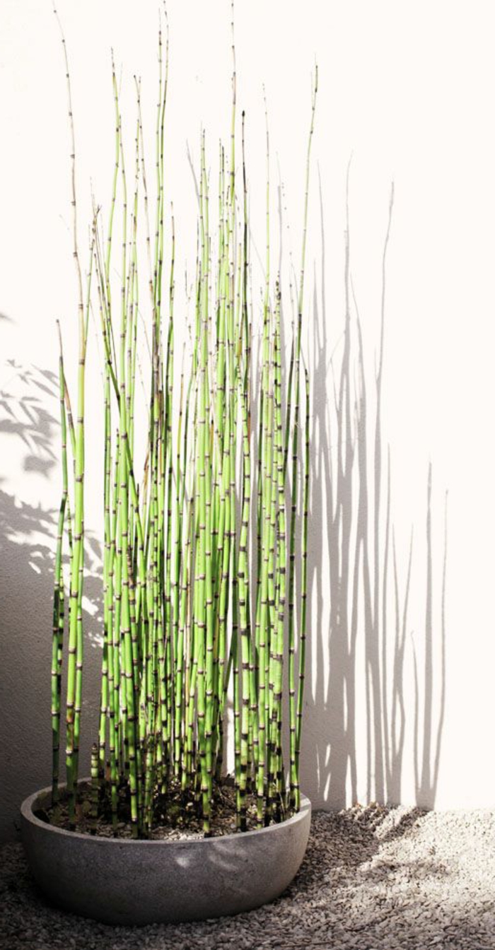 planter-des-bambous-planter-bambou-en-pot