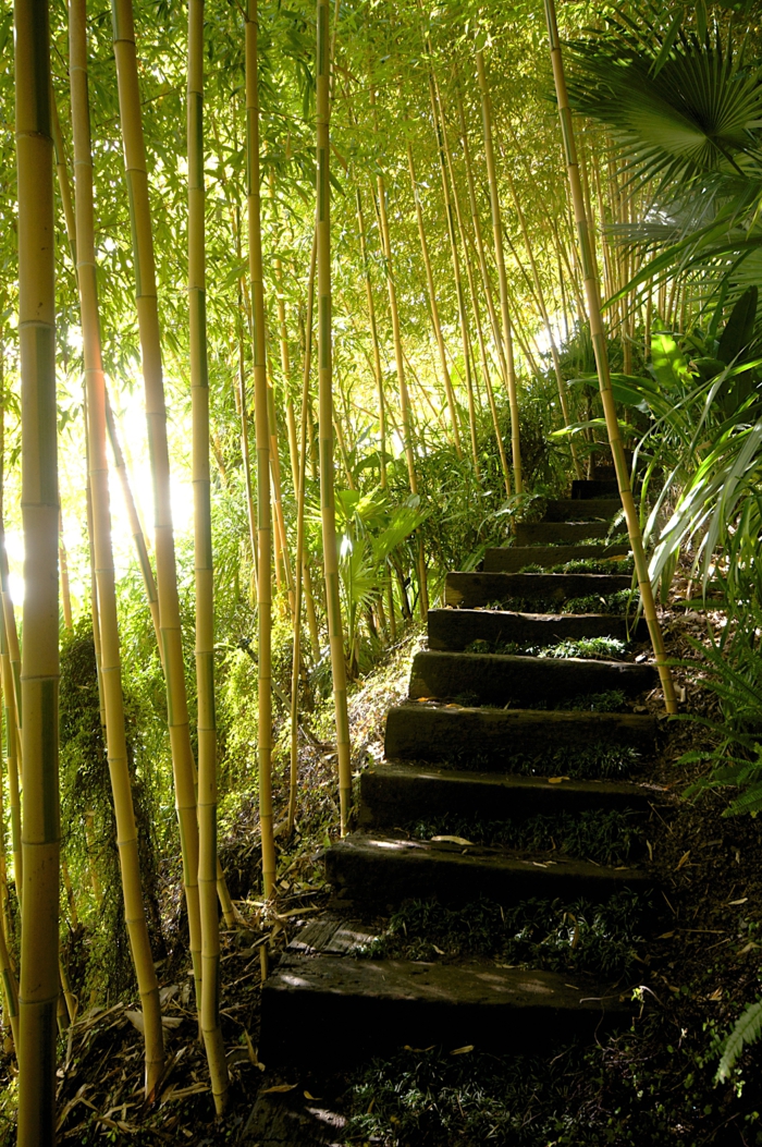 planter-des-bambous-près-d'un-escalier-idées-magnifique