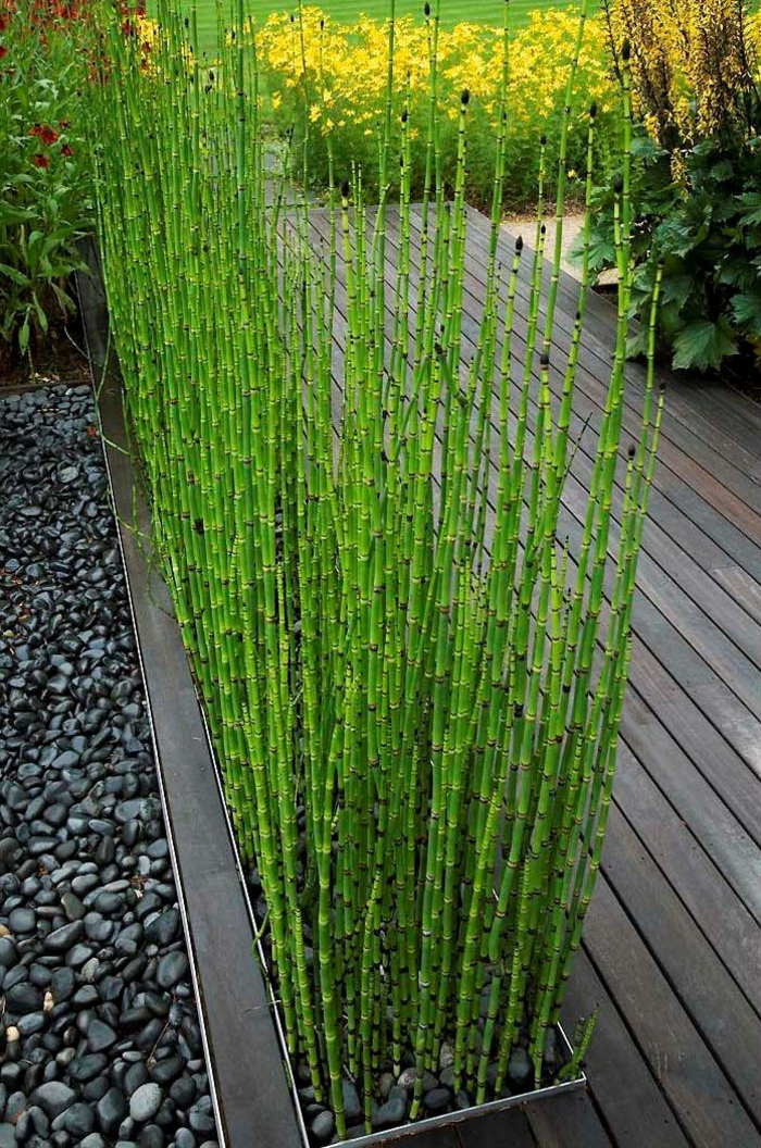 planter-des-bambous-verts-sur-des-terrasses-en-bois