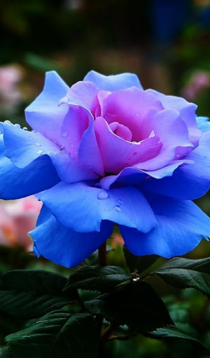 rose-bleu-signification-des-roses-la-rose-bleu-quelle-est-la-signification-de-la-rose-bleu