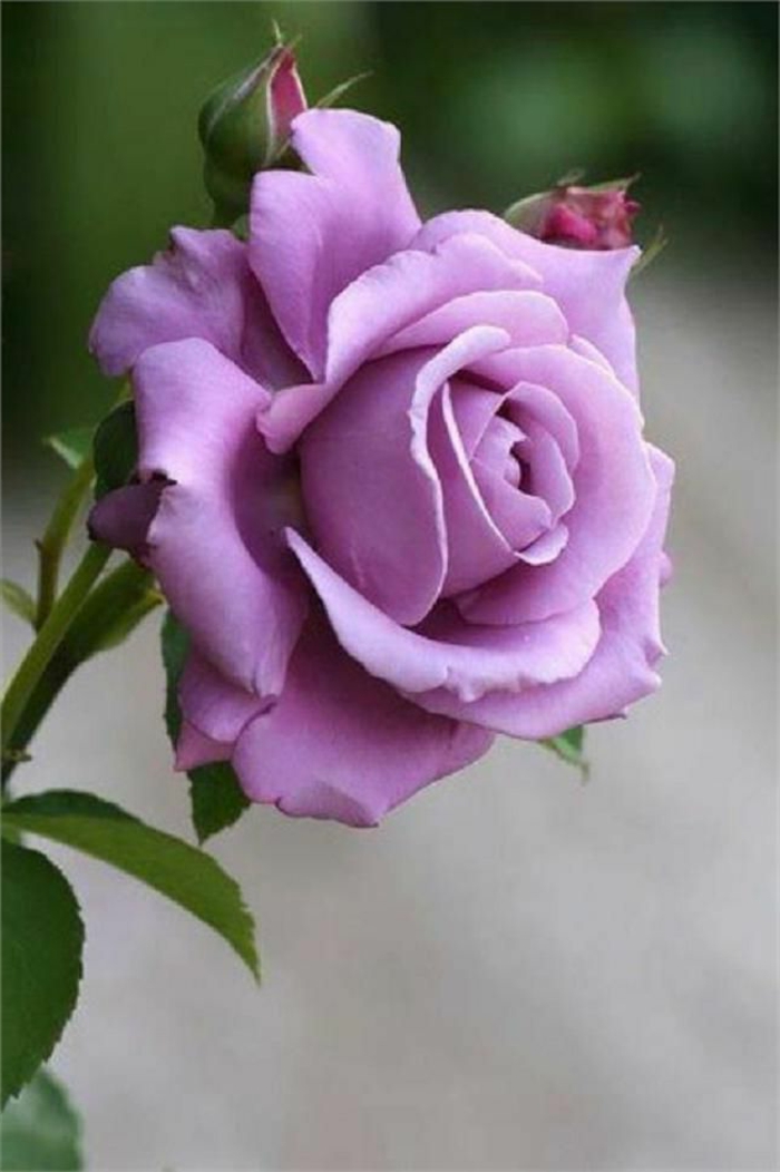 rose-violet-signification-de-la-rose-violet