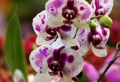 Les fleurs d’intérieur! Pourquoi choisir les orchidées?