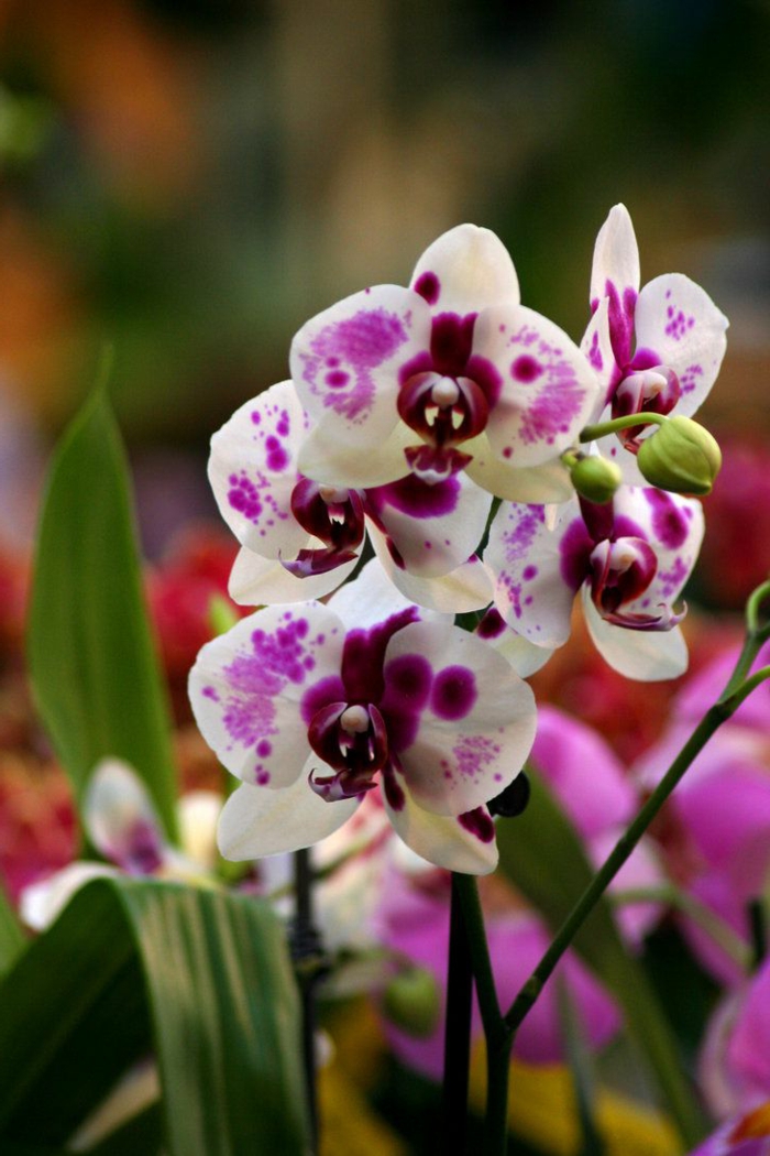 0-orchidées-blanches-dans-le-salon-moderne-comme-un-joli-mode-de-decoration-avec-fleurs