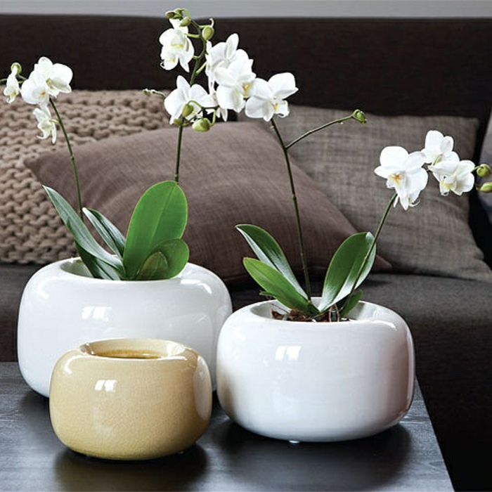 0-orchidées-blanches-dans-le-salon-moderne-comme-un-joli-mode-de-decoration