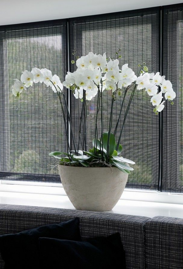 1-comment-faire-refleurir-une-orchidée-blanche-fleurs-d-intérieur-comme-decoration