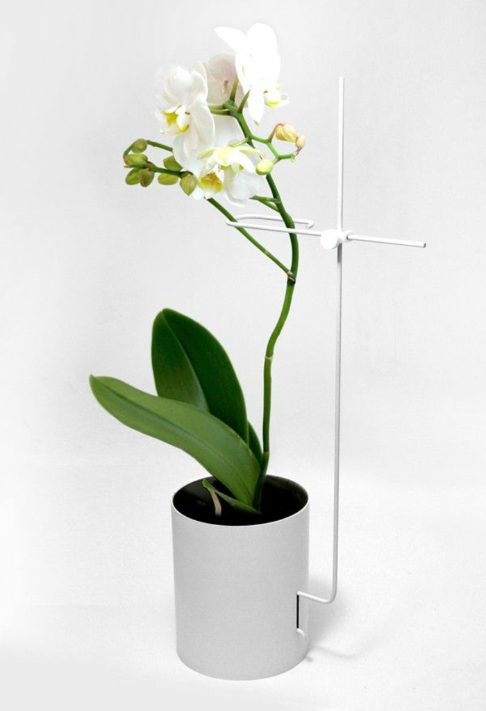 1-decouvrir-la-beaute-des-orchidées-comme-plantes-d-interieurs-magnifiques-banches-fleurs