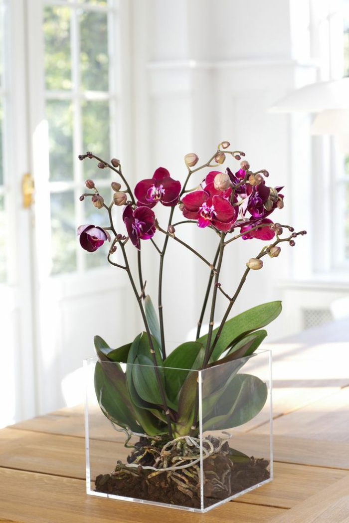 1-faire-refleurir-une-orchidée-violet-d-intérieur-une-jolie-fleur-dans-le-salon