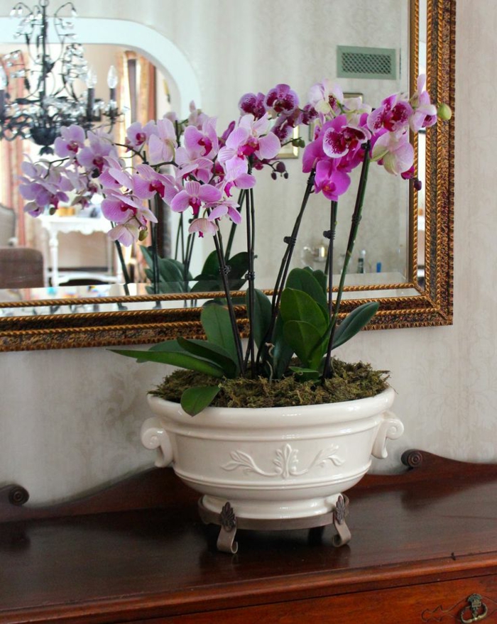 1-jolie-decoration-avec-orchidées-violets-les-orchidées-et-l-intérieur-moderne