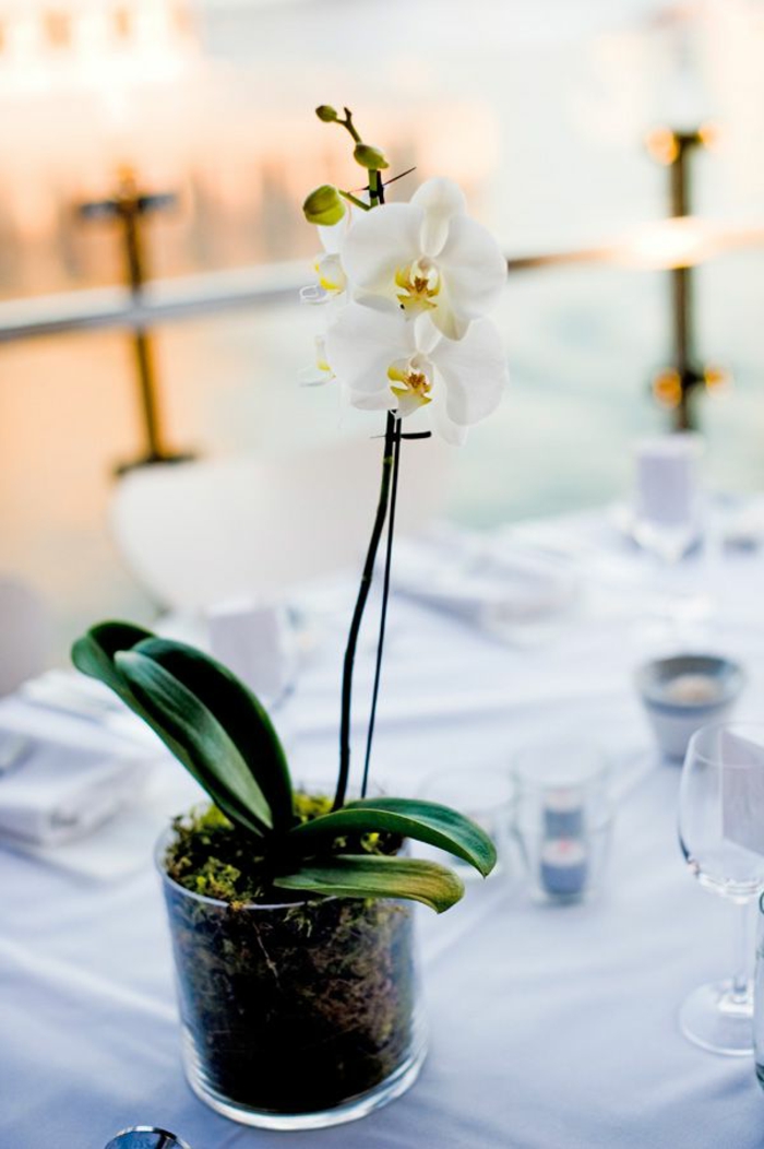 1-les-orchidées-blanches-comment-faire-refleurir-une-orchidée-interieur-pour-creer-une-decoration