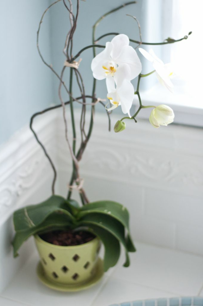 1-les-orchidées-comment-faire-refleurir-une-orchidée-nterieur-pour-creer-une-ambiance-moderne