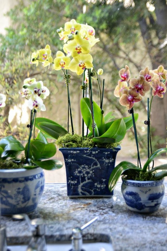 1-les-orchidées-comment-faire-refleurir-une-orchidée-pour-decouvrir-sa-beauté