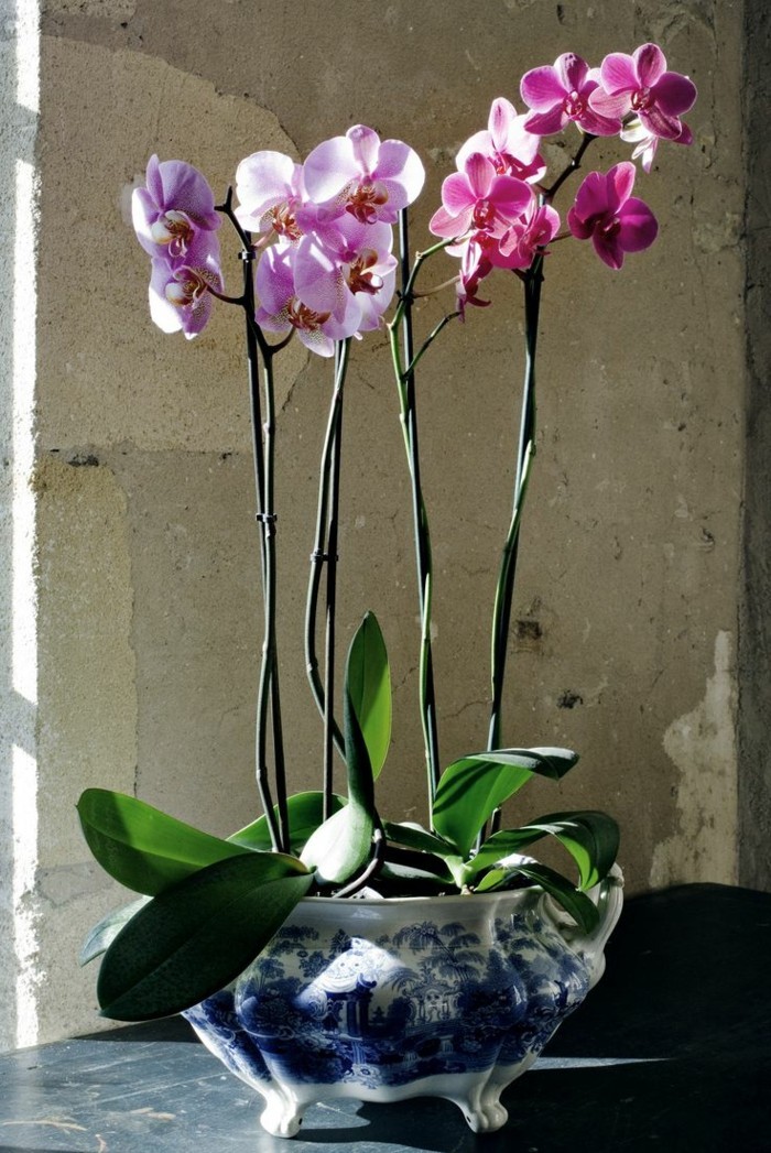 1-une-jolie-variante-pour-bien-choisir-les-orchidées-comment-entretenir-les-orchidées