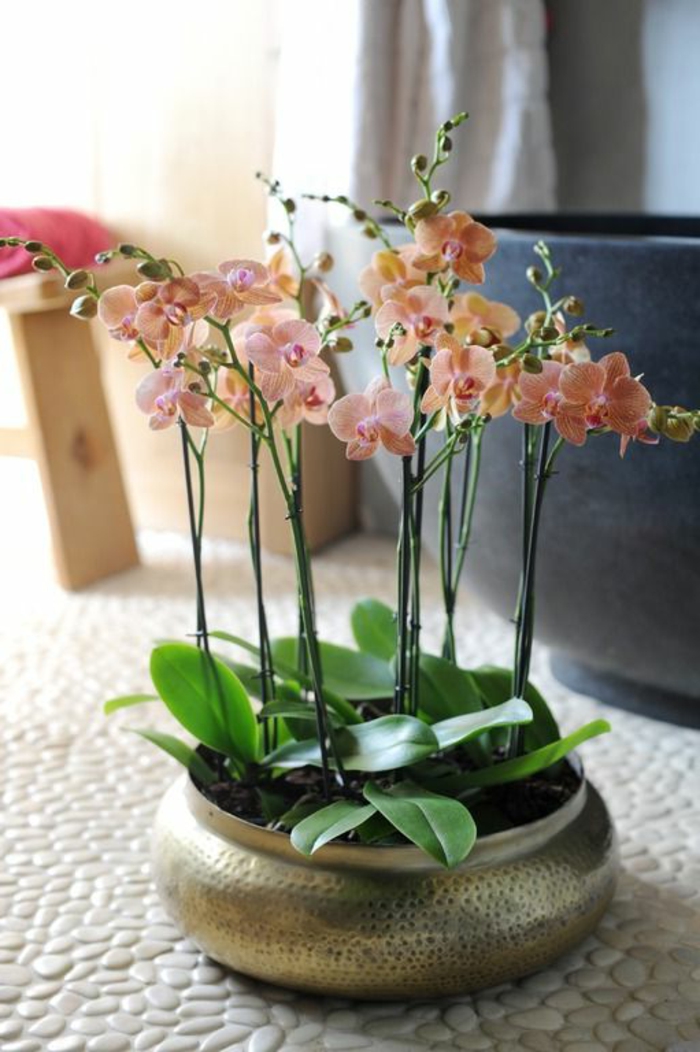 comment-bien-decorer-l-interieur-avec-fleurs-une-jolie-orchidee-faire-refleurir-une-orchidée