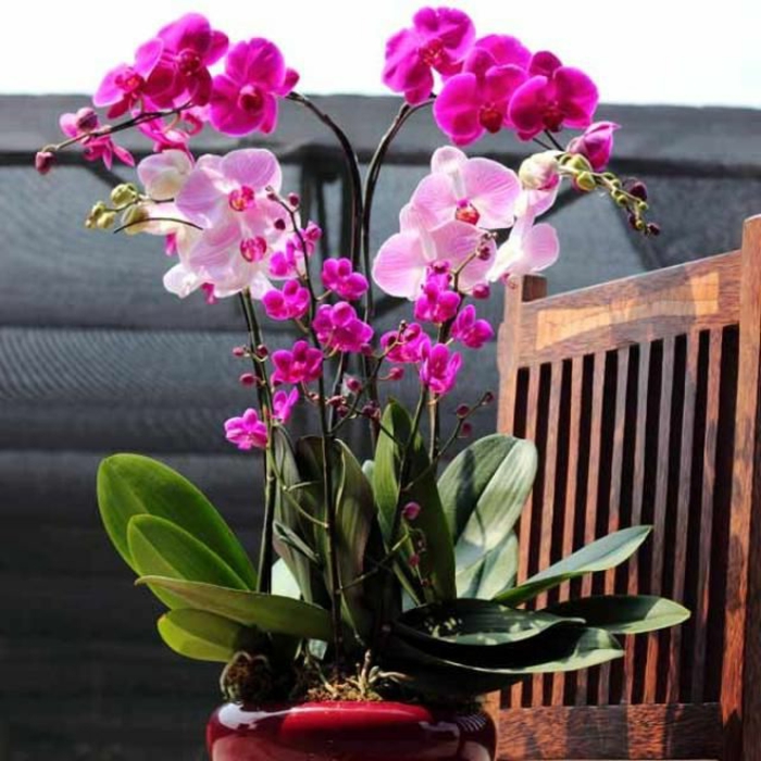 faire-refleurir-une-orchidée-chez-vous-avec-cet-article