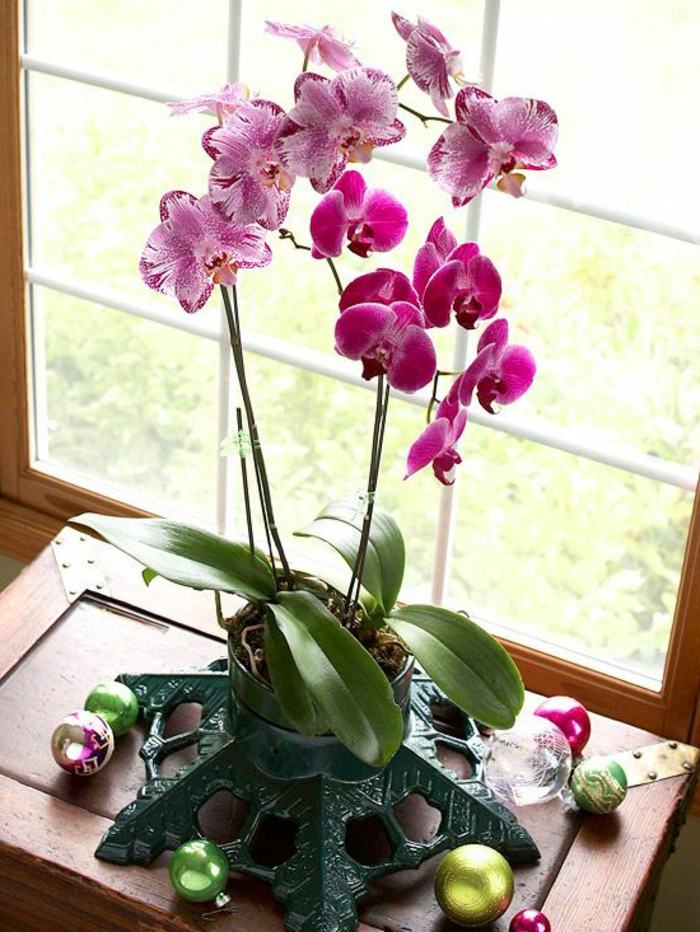 faire-refleurir-une-orchidée-rose-une-jolie-decoration-avec-fleurs-pour-la-maison