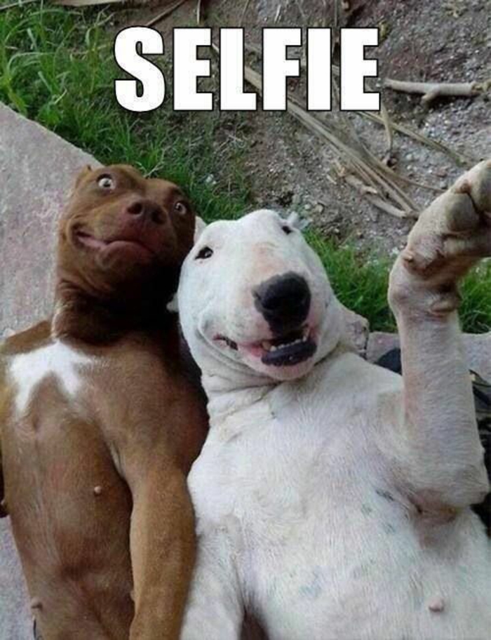 image-drôle-animal-image-drôle-à-télécharger-chiens-selfie-resized