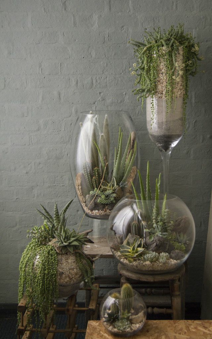 jardin-d-intérieur-potager-d-intérieur-salle-de-séjour-cactusse-vase-en-verre