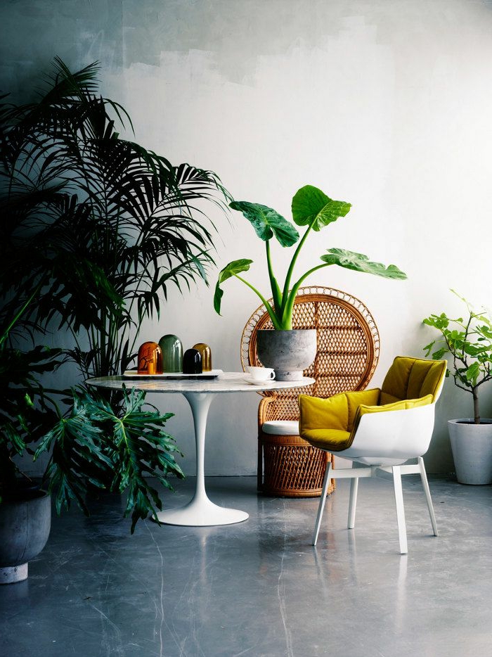 joli-salle-de-séjour-avec-sol-en-béton-ciré-et-plantes-vertes-d-intérieur-et-mur-blanc