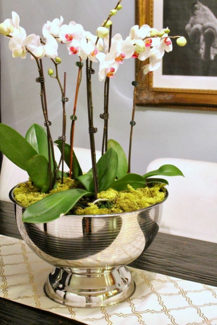 jolie-orchidee-blanche-faire-refleurir-une-orchidée-d-interieur-pour-la-maison-moderne