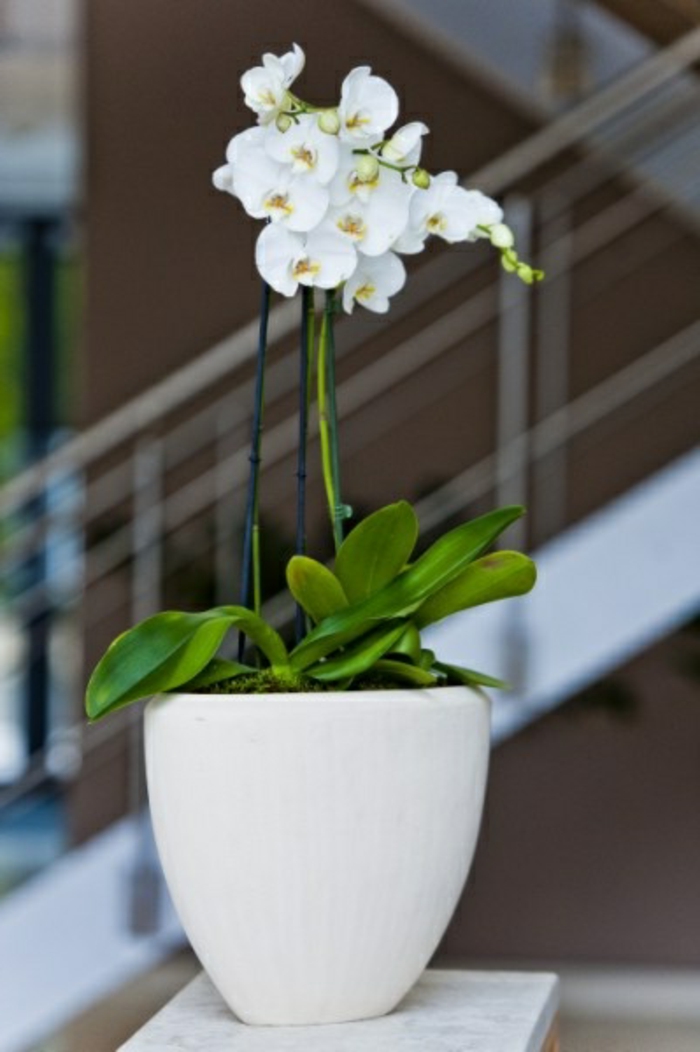 jolie-orchidée-blanche-d-intérieur-pour-bien-decorer-la-maison-de-vos-reves