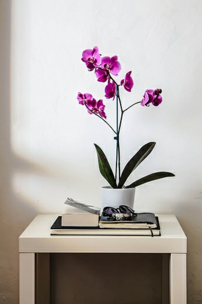 jolie-orchidée-violet-d-intérieur-pour-bien-decorer-le-couloir-avec-murs-blancs