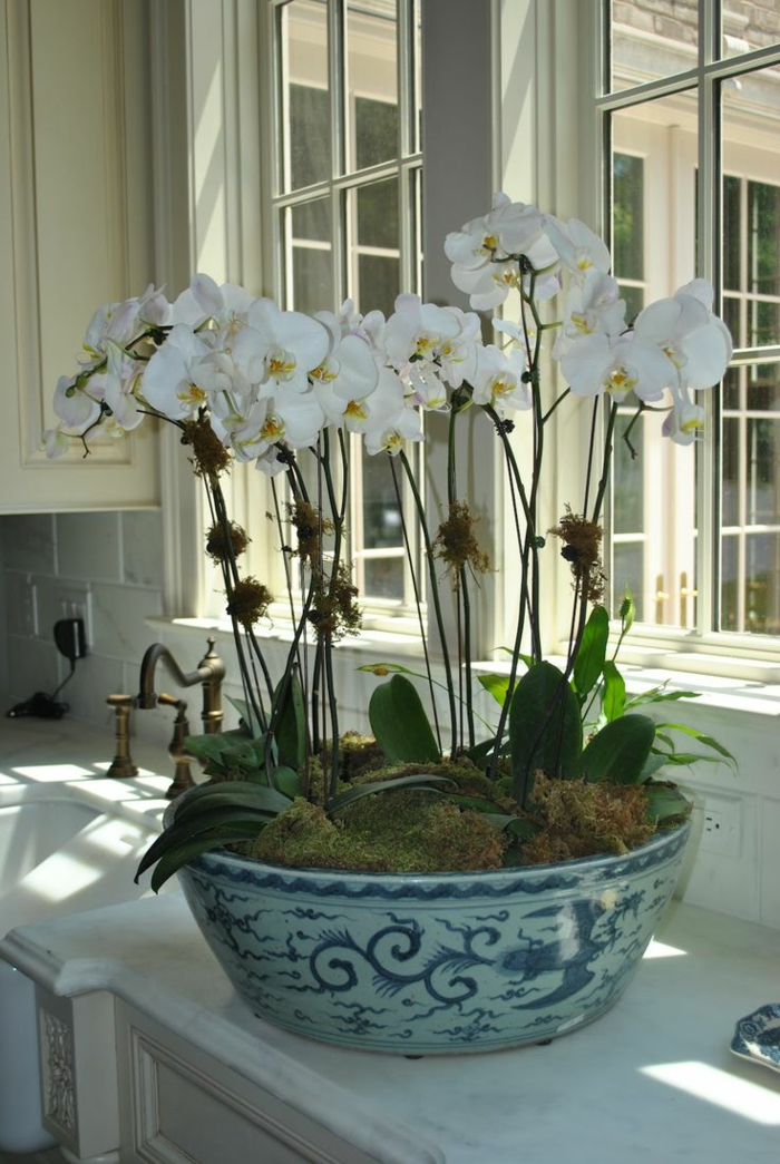 les-orchidées-blanches-un-moyen-original-pour-decorer-chez-vous