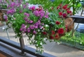 Les fleurs de balcon, comment choisir les meilleures?