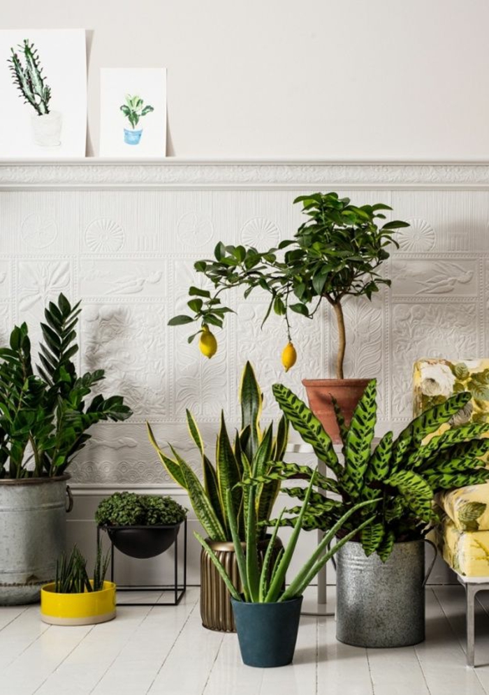1-plante-d-intérieur-plante-exotique-interieur-comment-decorer-chez-vous-avec-plantes-vertes