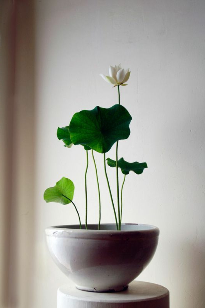 1-plante-d-intérieur-plantes-d-interieur-fleuries-jolie-plante-verte-d-interieur-fleur-blanche