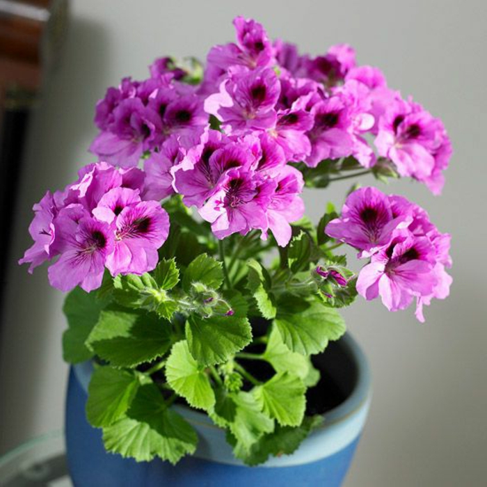 1-plante-verte-d-intérieur-violettes-jolie-decoration-avec-fleurs-pour-l-intérieur-chez-vous