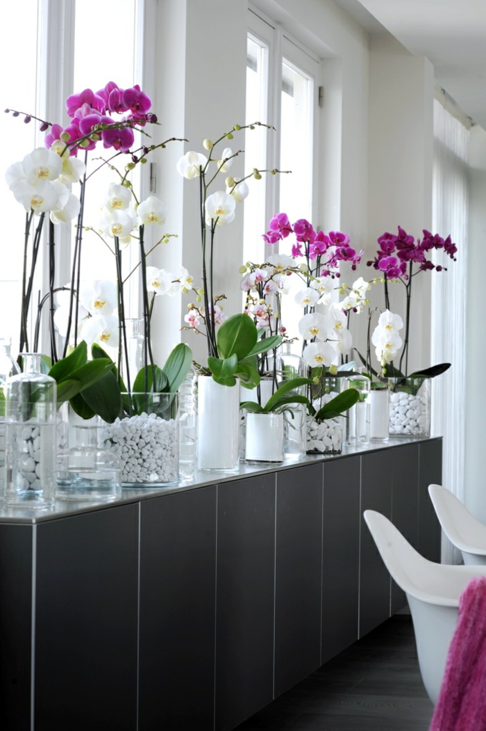3-la-beauté-des-fleurs-orchidées-d-intérieur-jolies-fleurs-d-interieur-comment-decorer-avec-plante-d-interieur-depolluante