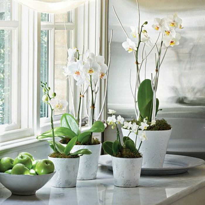 3-la-beauté-des-orchides-blanches-comment-decorer-chez-vous-avec-plante-d-interieur-fleuries
