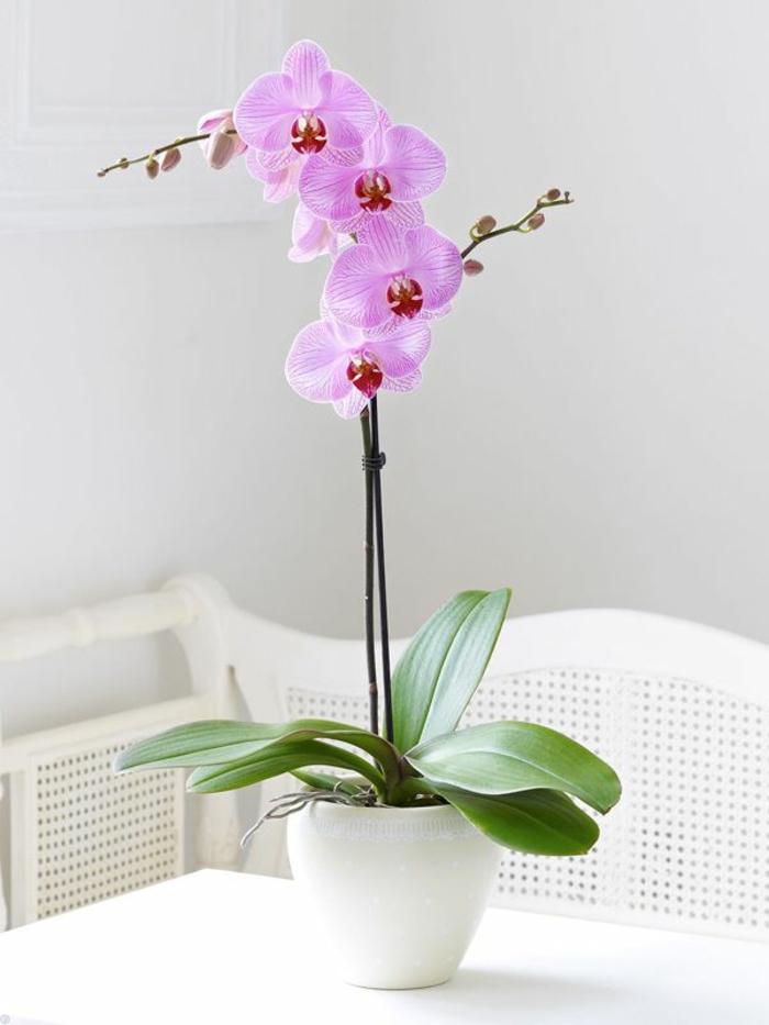 3-plantes-d-intérieur-fleuries-comment-bien-decorer-l-interieur-chez-vous-avec-une-jolie-fleur