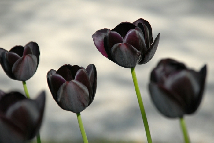 belle-nature-tulipes-noires-fantastiques-photo-tulipe-beauté
