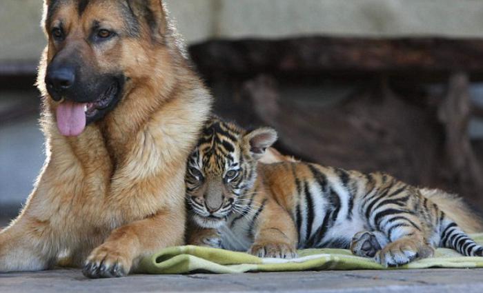 chats-sauvages-l'amitié-entre-un-tigre-et-son-chien