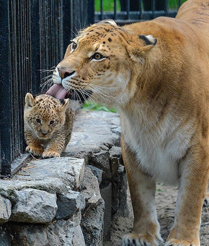 chats-sauvages-dans-le-zoo-mamn-et-bébé-tigres