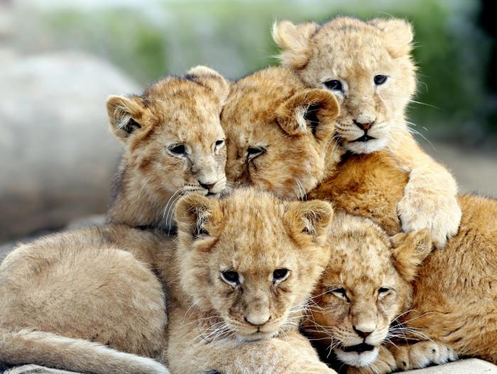 chats-sauvages-frères-et-soeurs-lionceaux