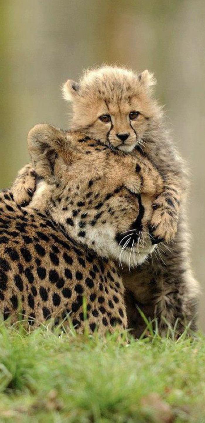 chats-sauvages-gupards-moments-captés-en-pleine-nature