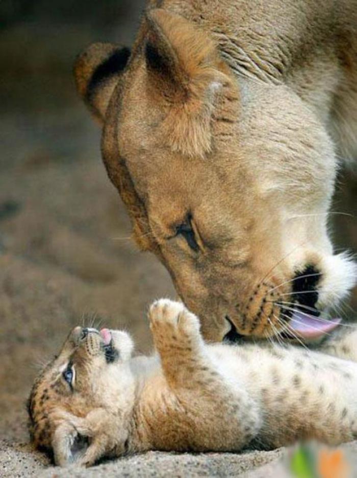chats-sauvages-maman-lionnesse-et-son-petit
