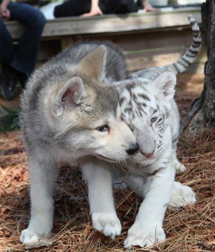 chats-sauvages-petit-tigre-et-petit-loup