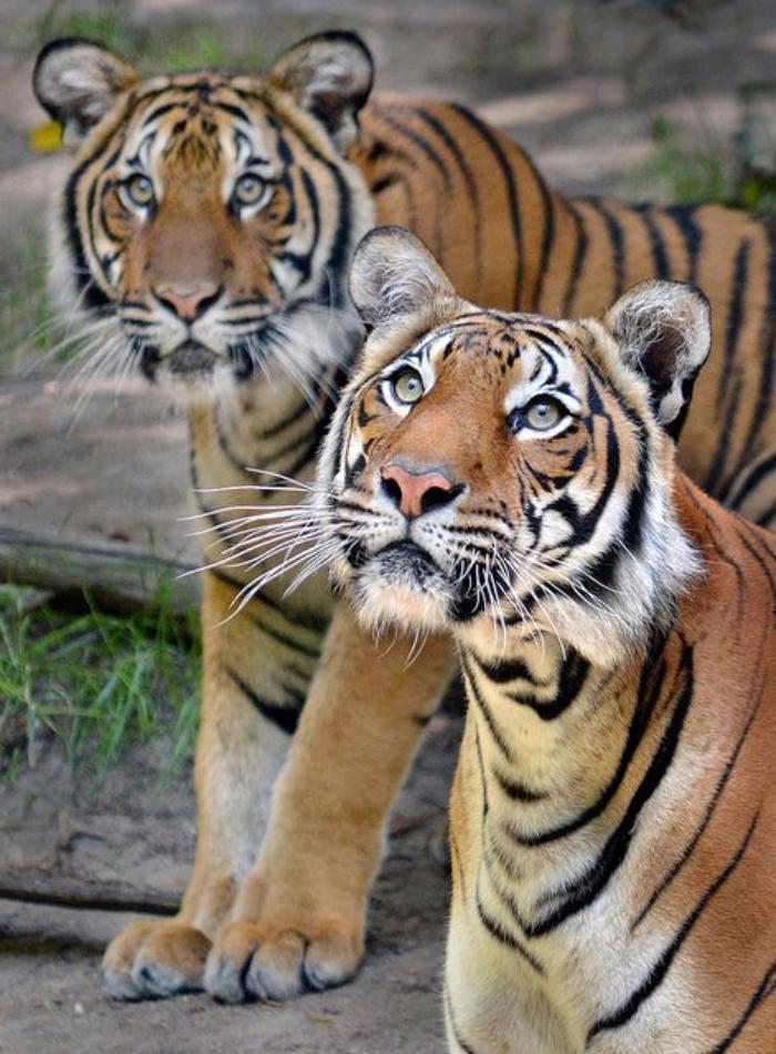 chats-sauvages-tigres-qui-se-promènent