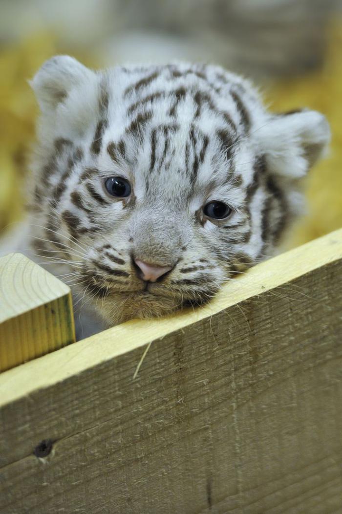 chats-sauvages-un-bébé-tigre-blanc