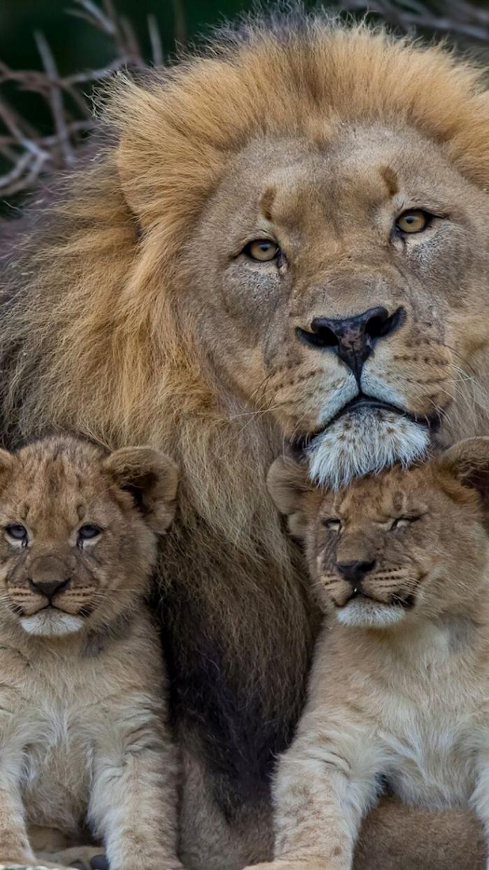 chats-sauvages-un-père-fiers-de-deux-lionceaux