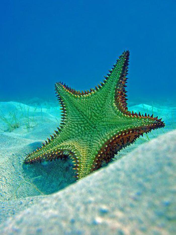 fond-marin-belle-étoile-de-mer-verte