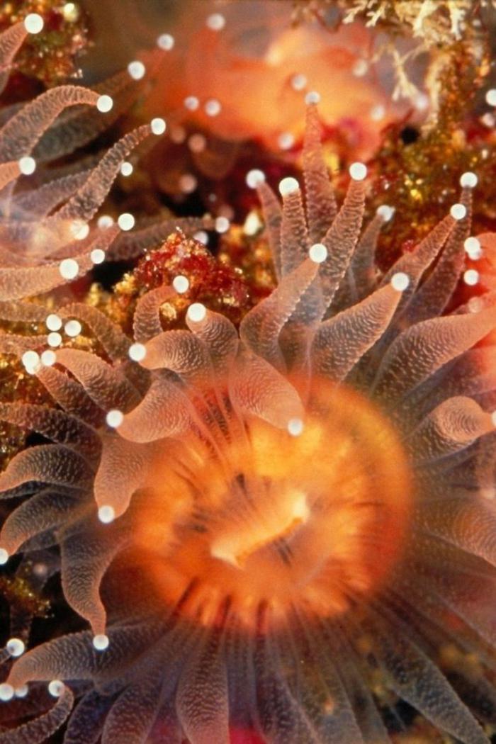 fond-marin-des-anémones-oranges-le-monde-stupéfiant-sous-marin
