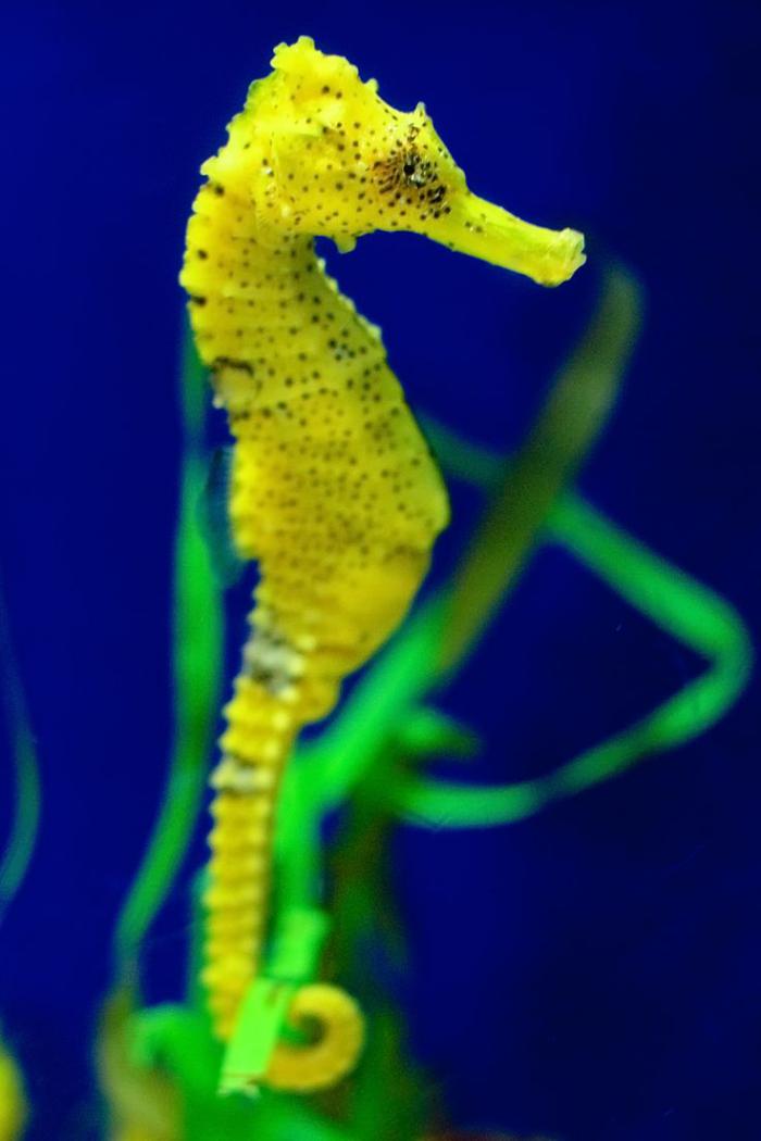 fond-marin-dragon-de-mer-vert-néon